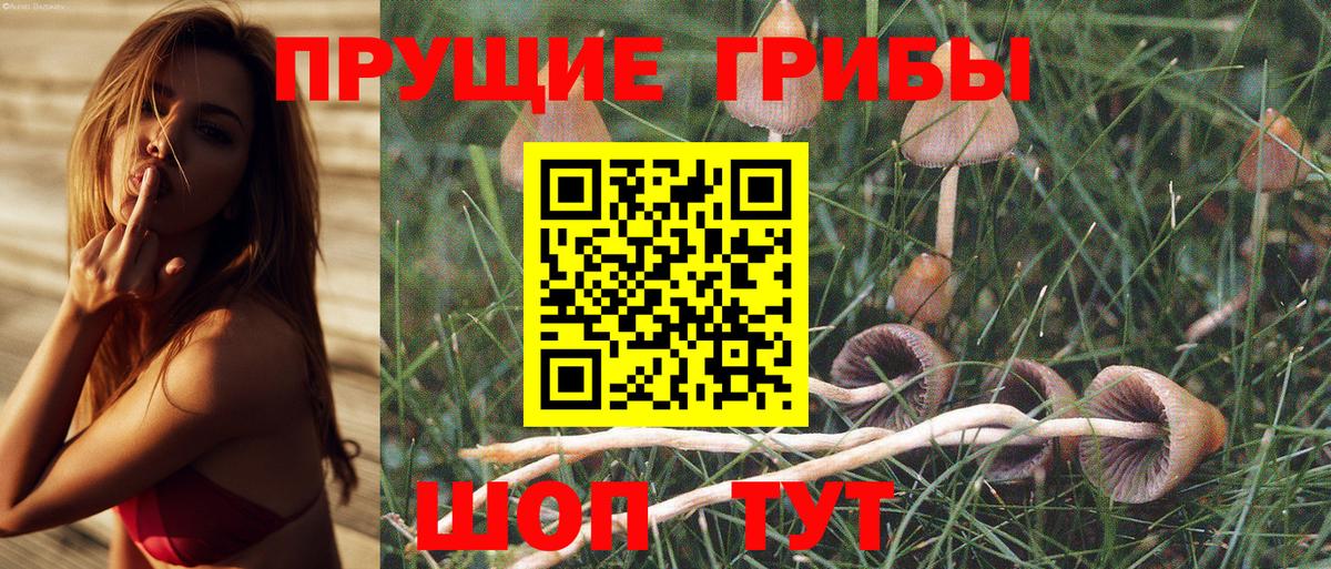 Псилоцибиновые грибы Psilocybe  Вход с VPN  Менделеевск  Галлюциногенные грибы прущие грибы 